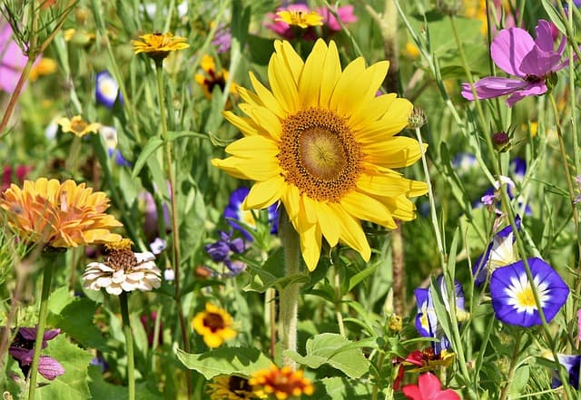 Guide d'achat : Jardins Zen Célèbres